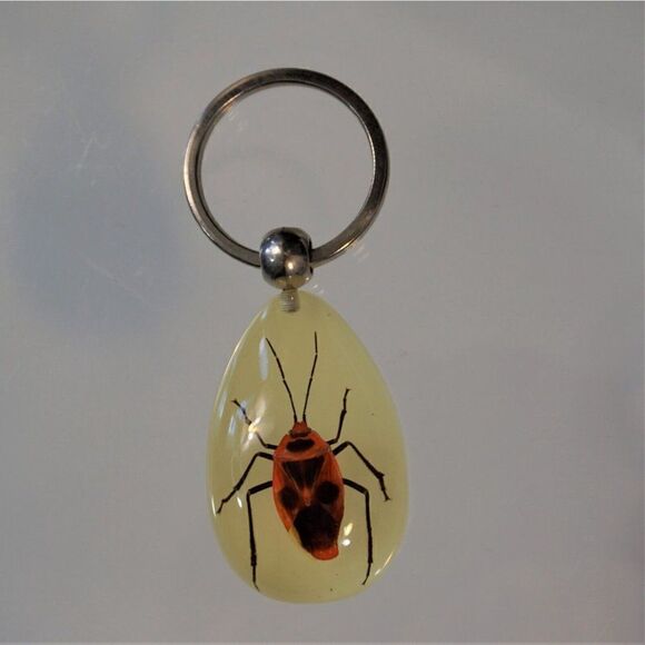 Bug Insect Keychain Nanning Millennium Arts M Real Bug See Through Key Ring - Picture 2 of 7